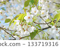 White petaled Oshima cherry blossoms 133719316
