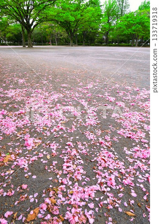 春日公園景色，廣場上櫻花花瓣飄落。 133719318