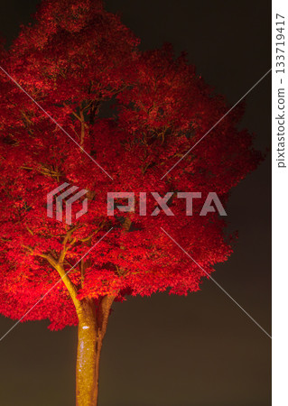 [Autumn leaves in the Maple Corridor, Lake Kawaguchi] 133719417