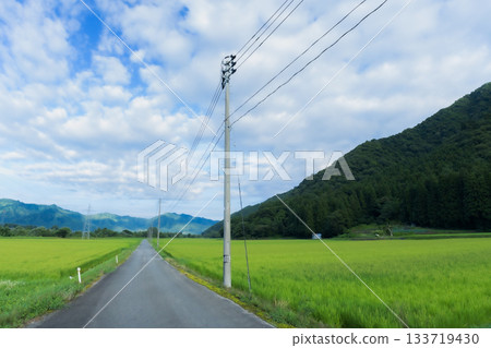 Summer country road with swaying rice ears Summer country road with swaying rice ears 133719430