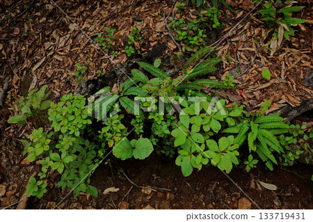 Diverse leaves sprouting from rotting fallen trees Diverse leaves sprouting from rotting fallen trees 133719431