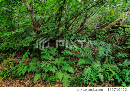 Diverse plants along the hiking trail Diverse plants along the hiking trail 133719432