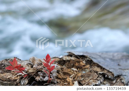 Red leaves growing from a fallen tree 133719439