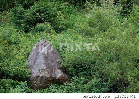 一塊埋在綠植中的巨石 133719441