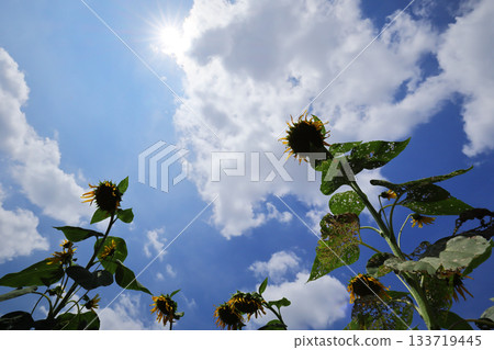 Late summer sunflower Late summer sunflower 133719445