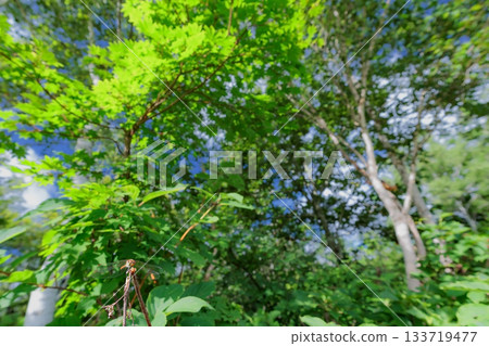 森林裡的蜻蜓 133719477