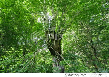 Big birch tree in the forest 133719493