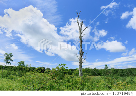 Lonely birch tree on a summer day 133719494