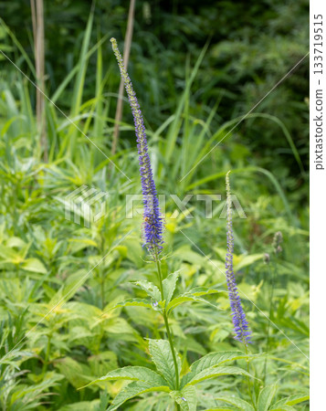 蝦夷Kugaisou 133719515