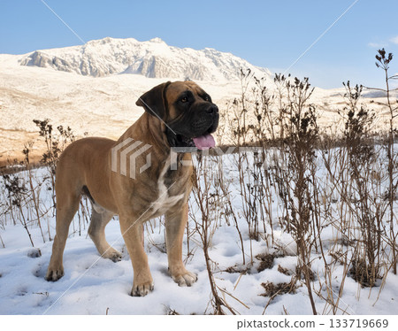Boerboel in nature 133719669