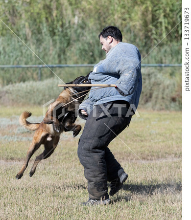 training of belgian shepherd 133719673