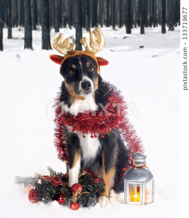 Miniature Australian Shepherd 133719677