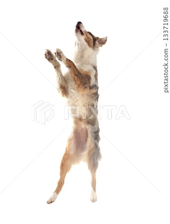 australian shepherd in studio 133719688