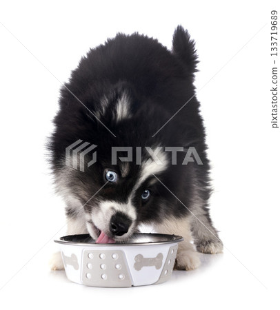Pomsky in studio Pomsky in studio 133719689