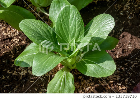 小白菜是中國最具代表性的蔬菜之一，日文稱之為「大菜」。 133719710