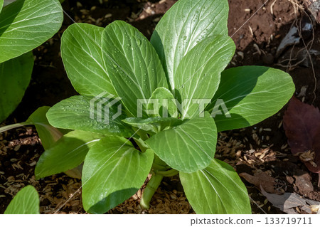 One of the representative Chinese vegetables, bok choy, is known in Japanese as Taisai One of the representative Chinese vegetables, bok choy, is known in Japanese as Taisai 133719711