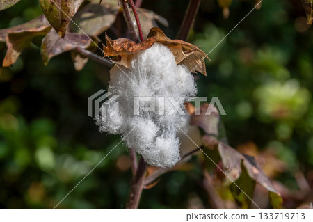 After flowering, the fruit splits open and turns into fluffy white cotton. 133719713
