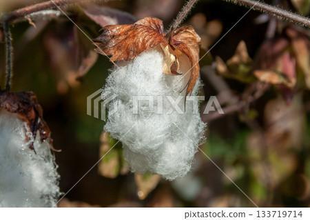 After flowering, the fruit splits open and turns into fluffy white cotton. 133719714