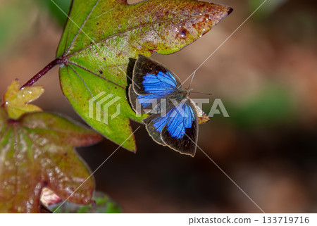 一隻紫色的蝴蝶沐浴在晨光中,停在一片已經變成紅色的楓葉上。 一隻紫色的蝴蝶沐浴在晨光中,停在一片已經變成紅色的楓葉上。 133719716