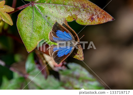 一隻紫色的蝴蝶沐浴在晨光中，停在一片已經變成紅色的楓葉上。 133719717
