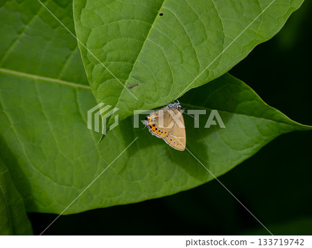 蘋果蘋果 133719742