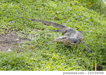 Lizard in Lumpini Park, Bangkok, Thailand 133719749