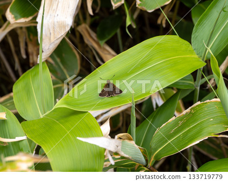 Cochabanececeli Cochabanececeli 133719779