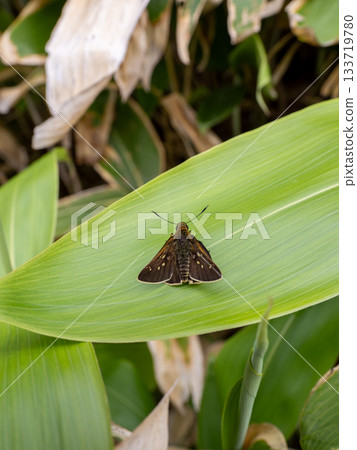 Cochabanececeli Cochabanececeli 133719780