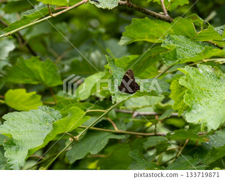 Black lizard 133719871