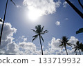 Honolulu sky, sun and palm trees 133719932