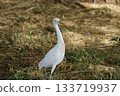 A white wild bird walking in Honolulu 133719937