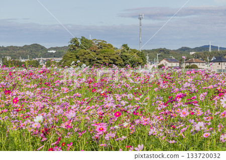 福袋市(靜岡縣)的 Cosmos 田野 福袋市(靜岡縣)的 Cosmos 田野 133720032