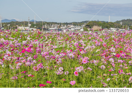 福袋市(靜岡縣)的 Cosmos 田野 福袋市(靜岡縣)的 Cosmos 田野 133720033