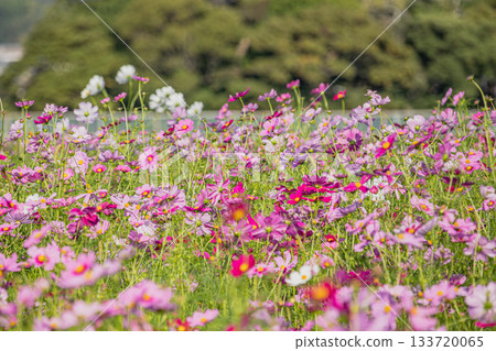 Cosmos fields in Fukuroi City (Shizuoka Prefecture) 133720065