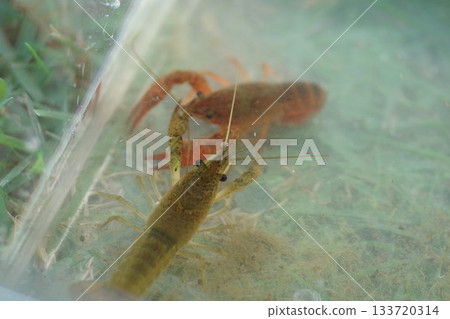 捕捉小龍蝦_水族箱裡兩隻小龍蝦麵對面 捕捉小龍蝦_水族箱裡兩隻小龍蝦麵對面 133720314