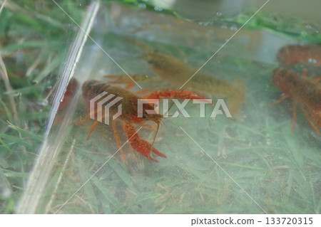 捕捉小龍蝦_水族箱裡的小龍蝦 捕捉小龍蝦_水族箱裡的小龍蝦 133720315