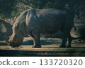 河馬被關在動物園裡 133720320