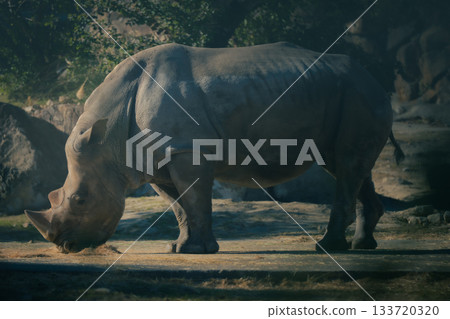 Hippo kept in a zoo 133720320