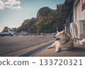 狗凝視著大海 133720321