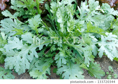 Harunagi in the field Harunagi in the field 133720344