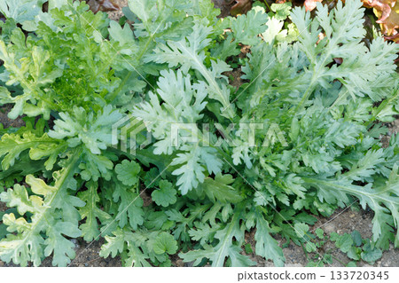 Harunagi in the field 133720345