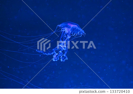 Chrysaora achlyos or black sea nettle jellyfish swim in blue water with illumination of aquarium Chrysaora achlyos or black sea nettle jellyfish swim in blue water with illumination of aquarium 133720410