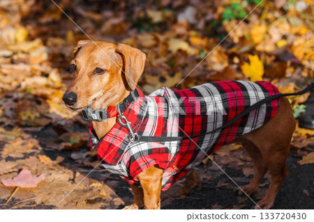 Domestic dog, pet. Small brown dachshund in red checkered outfit walks on leash in an autumn park Domestic dog, pet. Small brown dachshund in red checkered outfit walks on leash in an autumn park 133720430