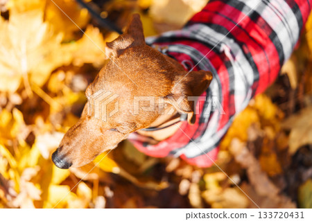 Domestic dog, pet. Small brown dachshund in red checkered outfit walks on leash in an autumn park 133720431
