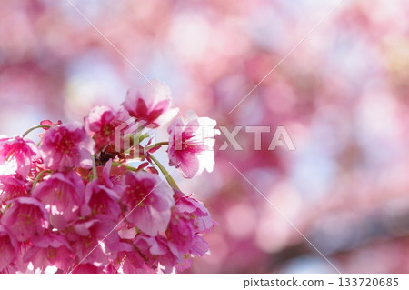 藍天下,河津櫻花盛開 藍天下,河津櫻花盛開 133720685