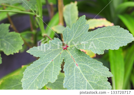 Green roselle (Hibiscus sabdariffa) leaves close up in nature. Green roselle (Hibiscus sabdariffa) leaves close up in nature. 133720717