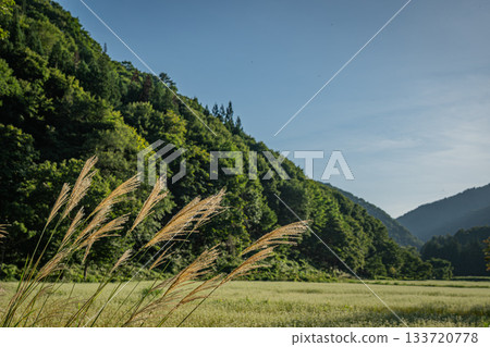 A view of buckwheat fields and swaying Japanese pampas grass in the mountains of Minamiaizu in early autumn (Fukushima Prefecture) A view of buckwheat fields and swaying Japanese pampas grass in the mountains of Minamiaizu in early autumn (Fukushima Prefecture) 133720778