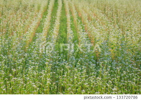 初秋時節,福島縣南會津市整齊排列的白色蕎麥田構成了一幅美麗的風景。 初秋時節,福島縣南會津市整齊排列的白色蕎麥田構成了一幅美麗的風景。 133720786