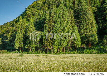 An early autumn scene of white buckwheat fields and cedar forests in Minamiaizu (Fukushima Prefecture) 133720787