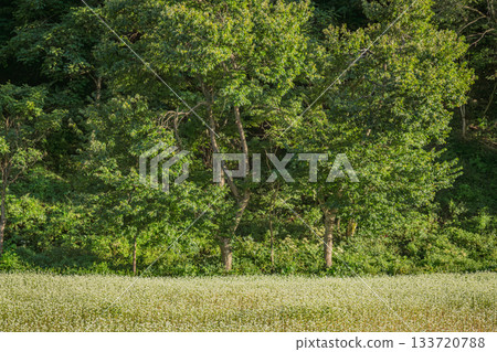 The early autumn scenery of Minamiaizu, with its white buckwheat fields and lush green forests (Fukushima Prefecture) 133720788